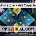 Africa Black Ant Capsule cialis5